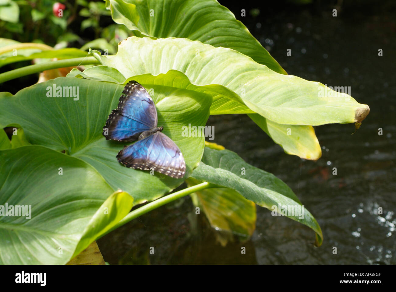 Butterfly Blue Morpho Morpho Menelaus Brasilien Stockfoto