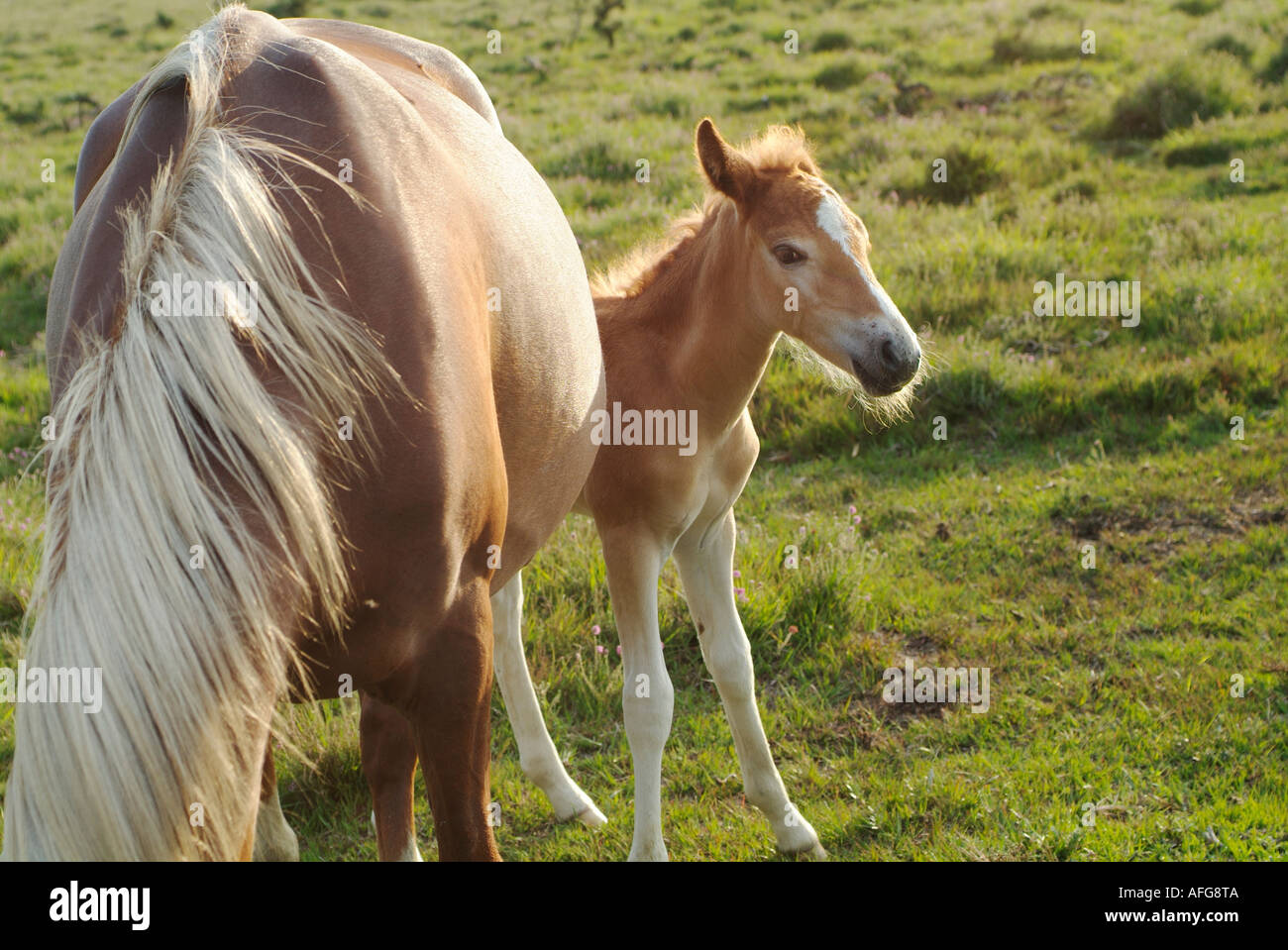 Pferd mit Fohlen in The New Forest Hampshire England Stockfoto