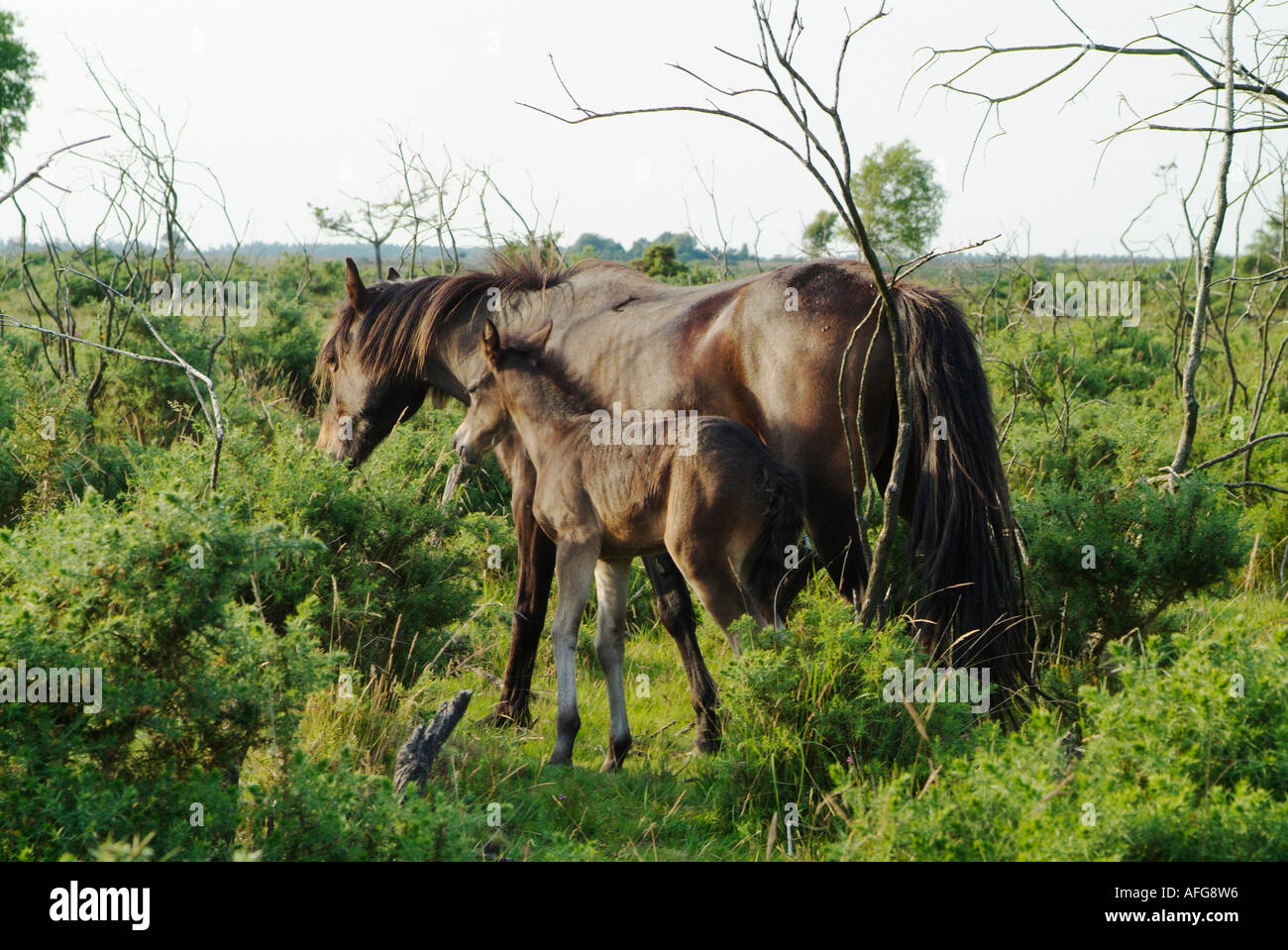 Pferd mit Fohlen in The New Forest Hampshire England Stockfoto