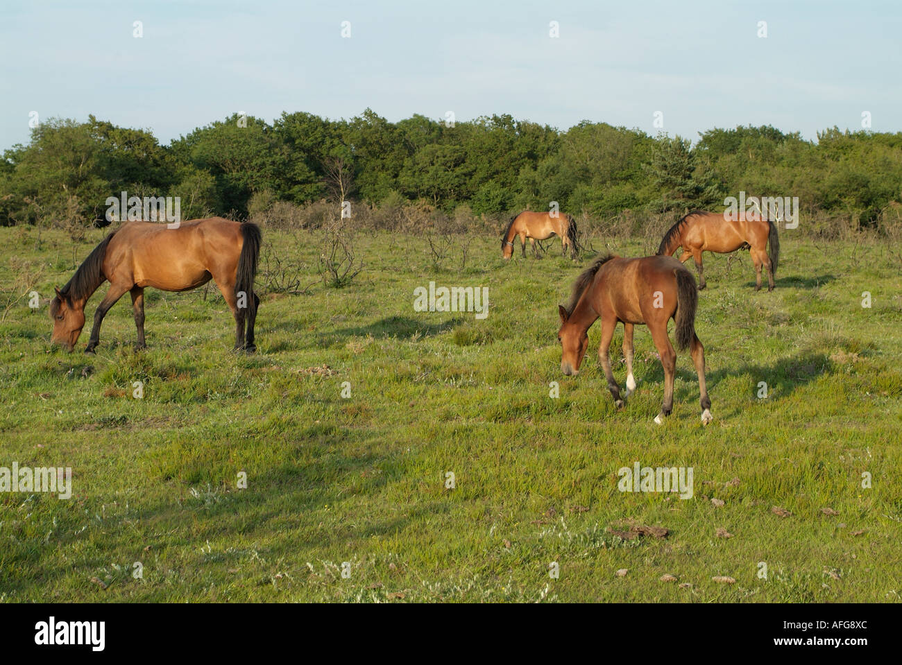 Pferde im New Forest Hampshire England Stockfoto