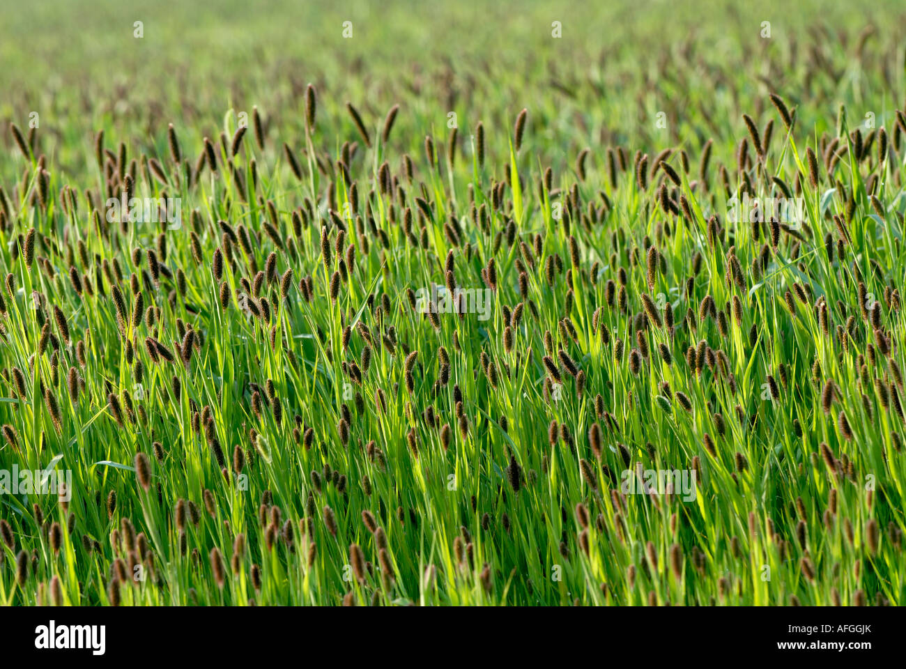 Bereich der italienischen Hirse (Käfig Vogelfutter), Setaria Italica, Indre, Frankreich. Stockfoto