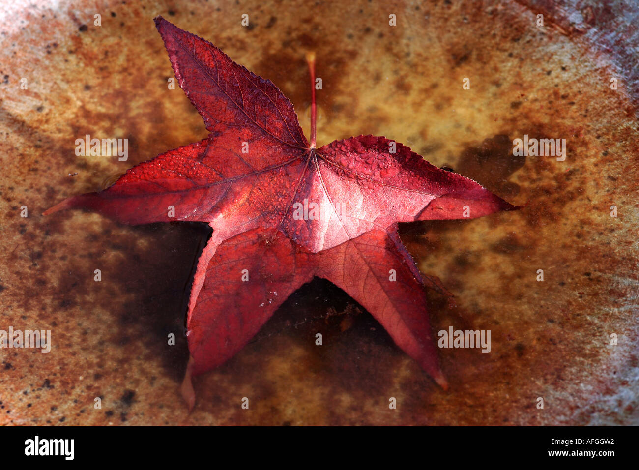 Herbst Blatt im Vogelbad Stockfoto