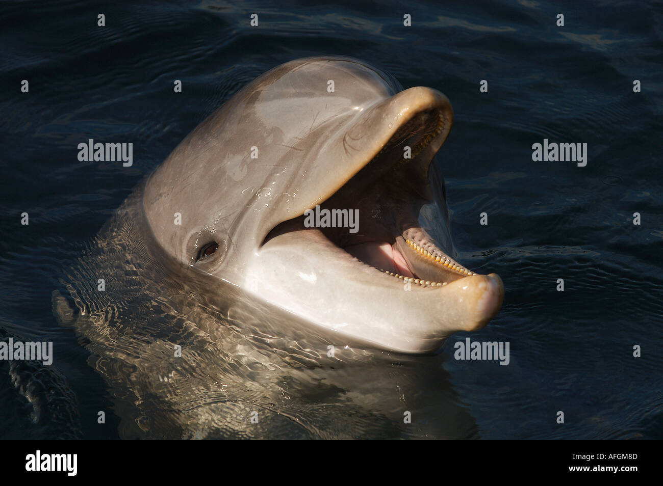 Bottlenosed Delphin - Porträt / Tursiops Truncatus Stockfoto