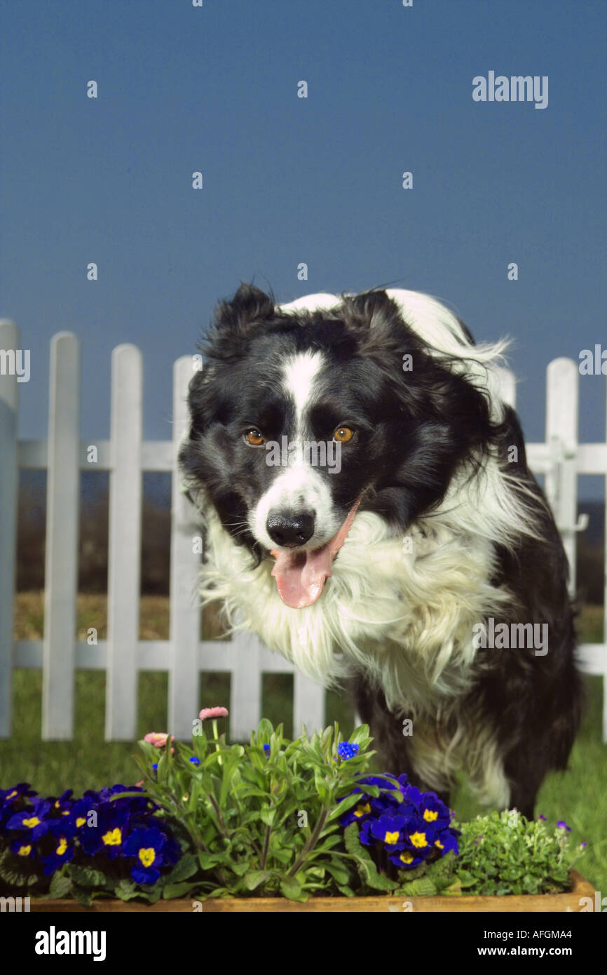 Border-Collie Hunde - springen über Blumen Stockfoto