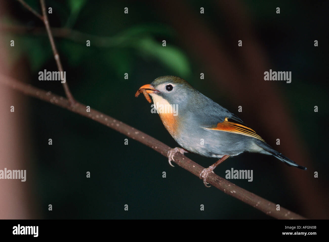 Pekin Robin am Zweig - mit Nahrung im Schnabel / Leiothrix Lutea Stockfoto