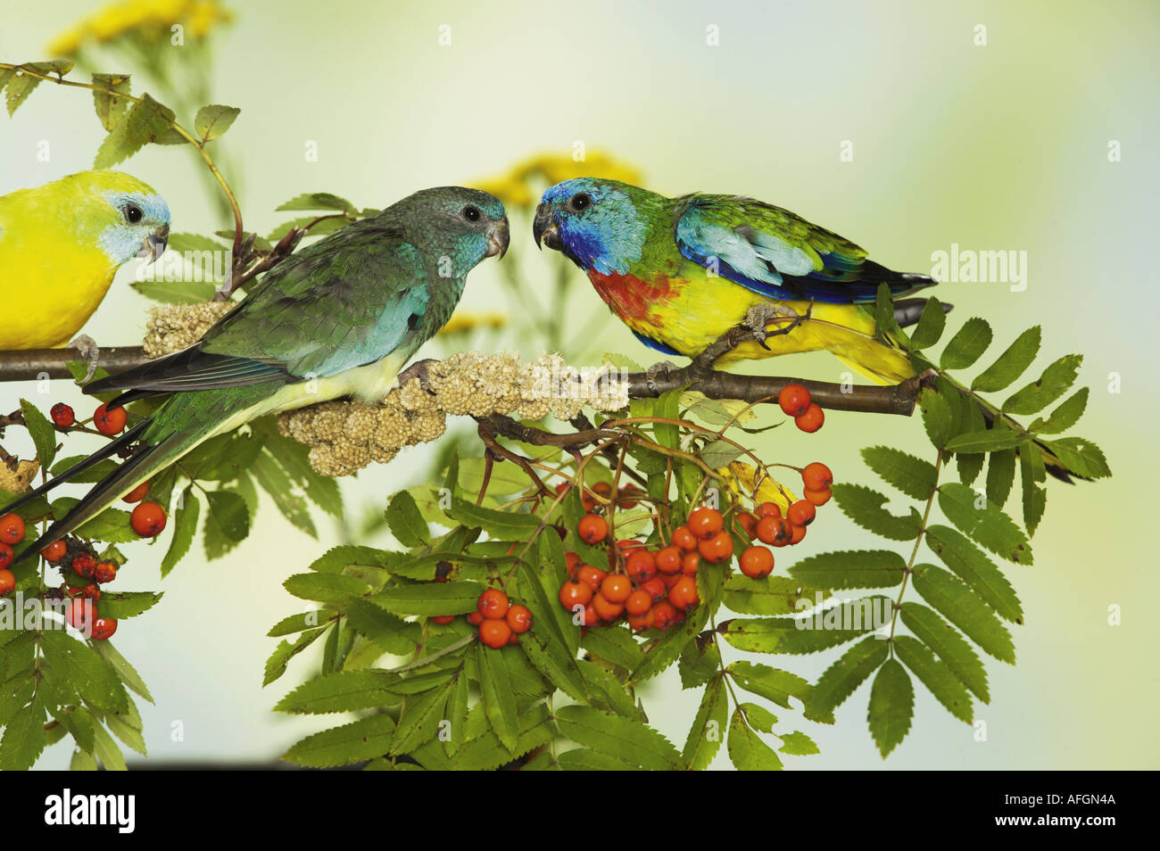 drei Scarlet-chested Papageien auf Ast mit Hirse Spray / Neophema Splendida Stockfoto