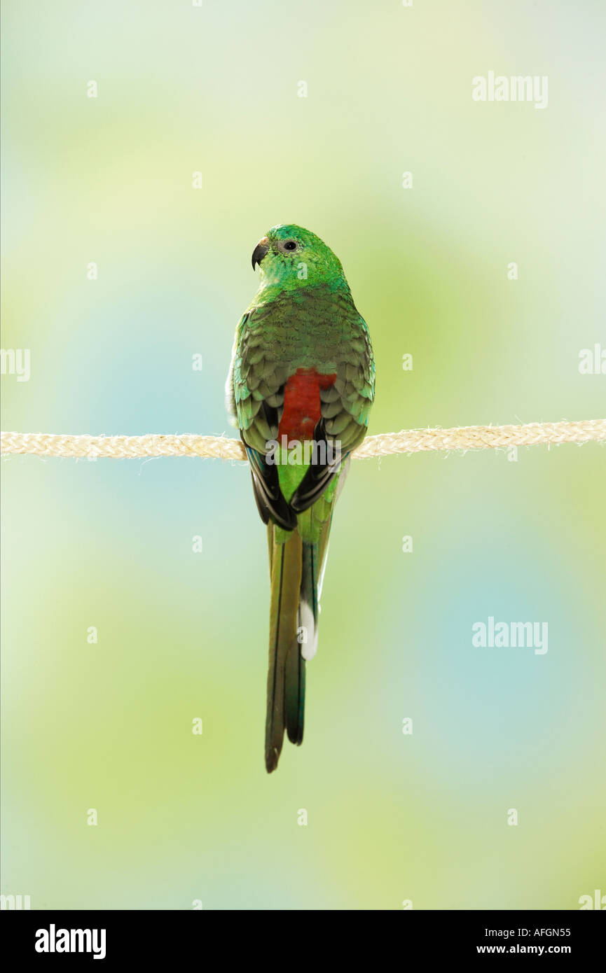 Rot-Psephotus Papagei auf Seil / Psephotus Haematonotus Stockfoto