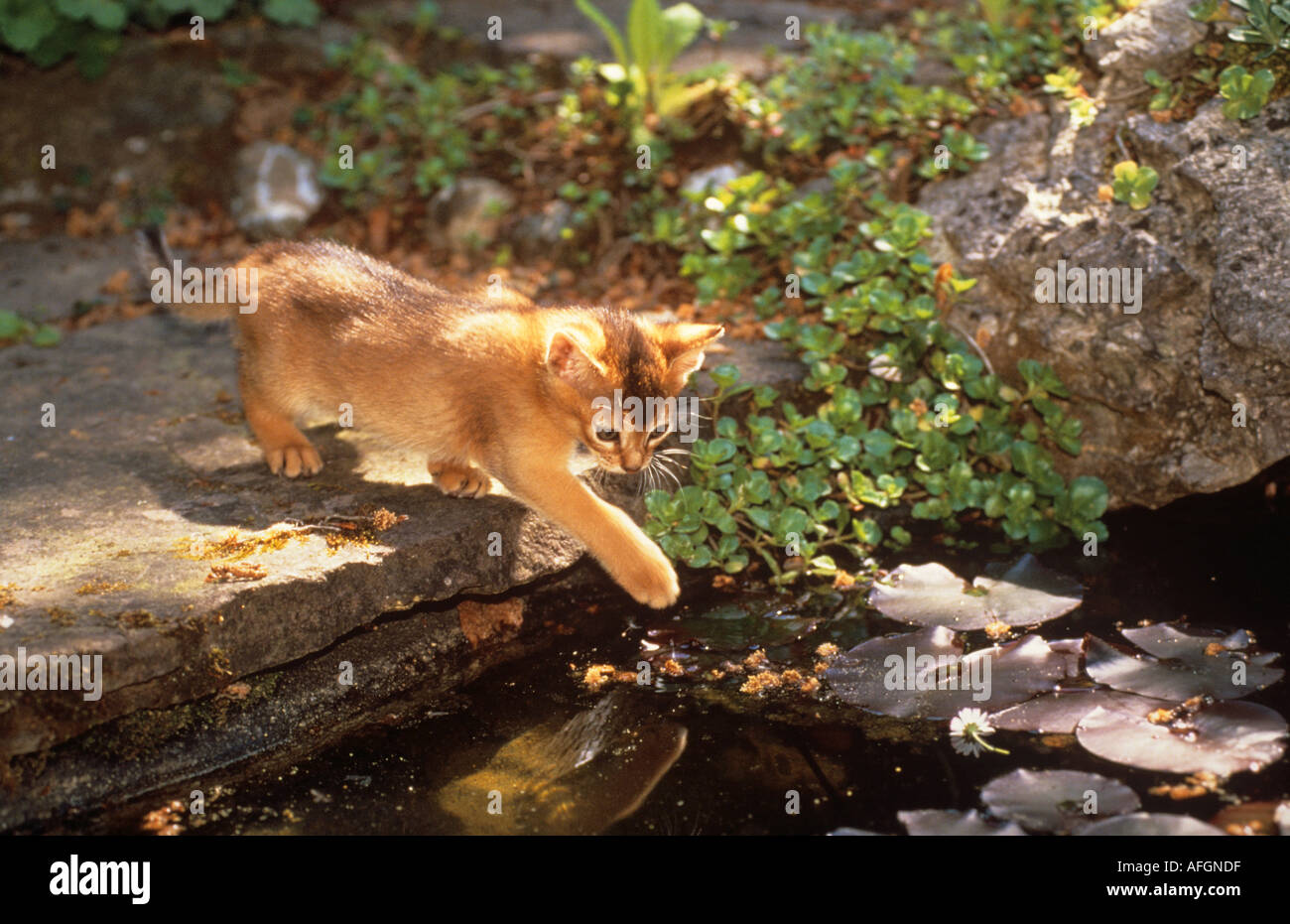 Draussen draussen teiche wasser pool pools Fotos und Bildmaterial in