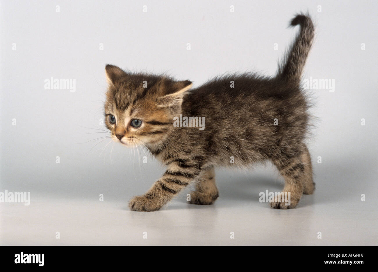 Katze - Tabby Kitten zu Fuß - Ausschneiden Stockfoto