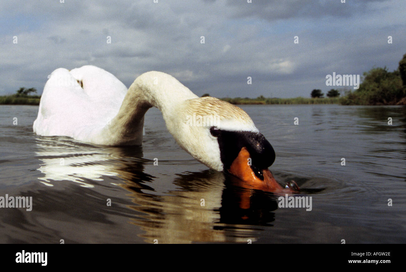 Höckerschwan Cygnus olor Stockfoto