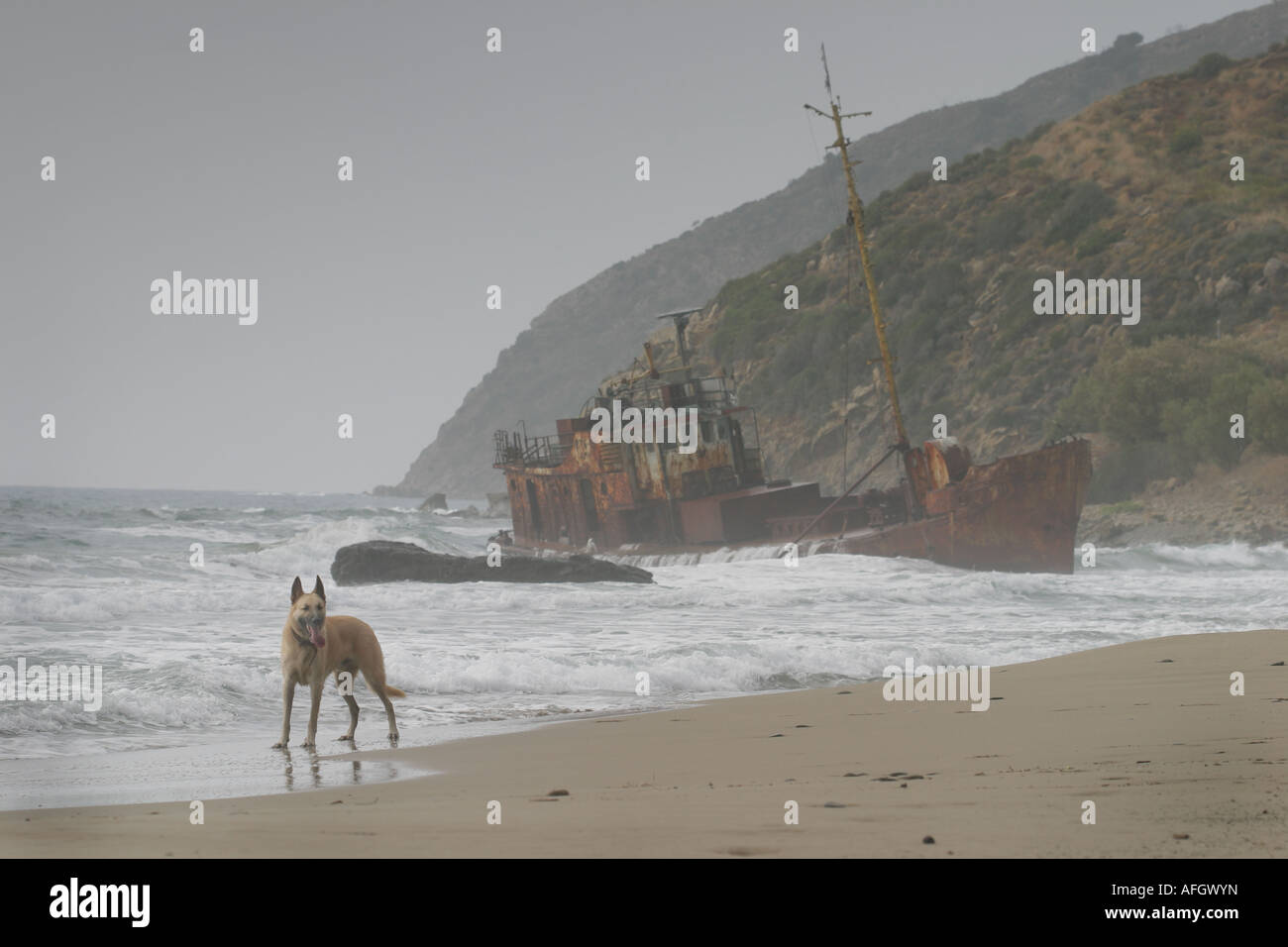 Deutscher Schäferhund am griechischen Strand mit Schiffswrack Stockfoto