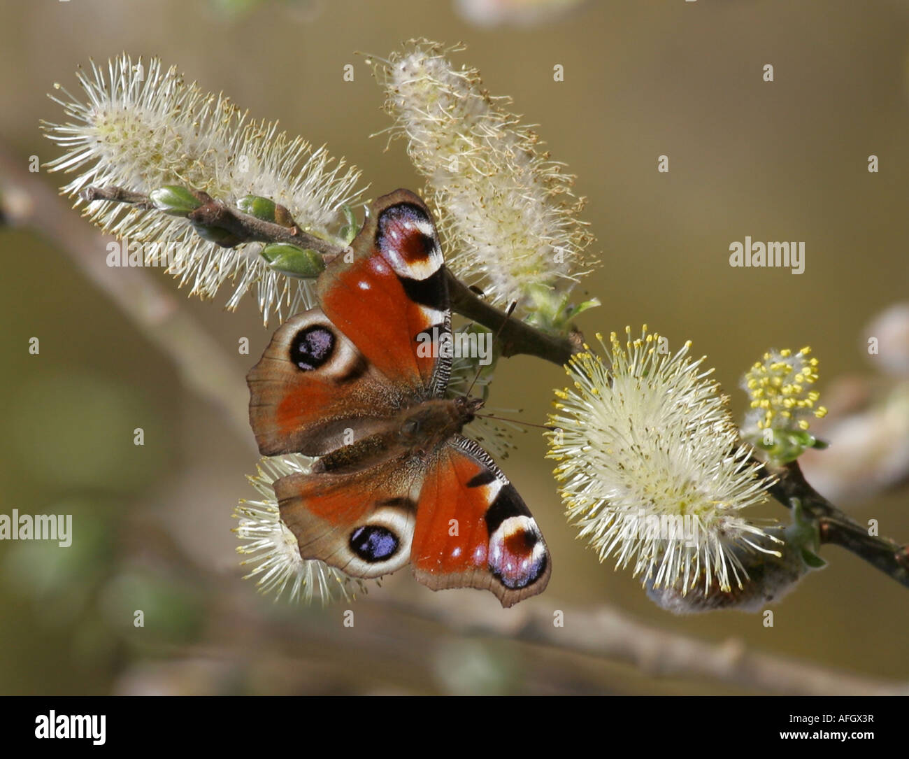 Peacock butterfly Inachis Io Fütterung auf fahl Blumen im Frühjahr Stockfoto