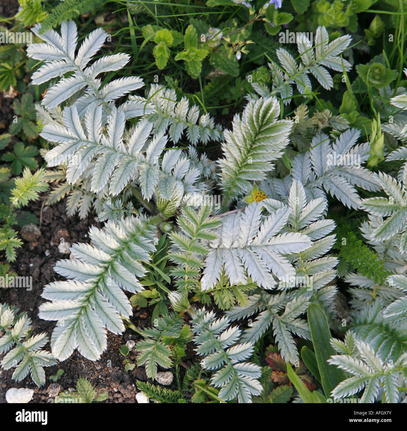 Blätter der Silverweed Potentilla heisses Stockfoto