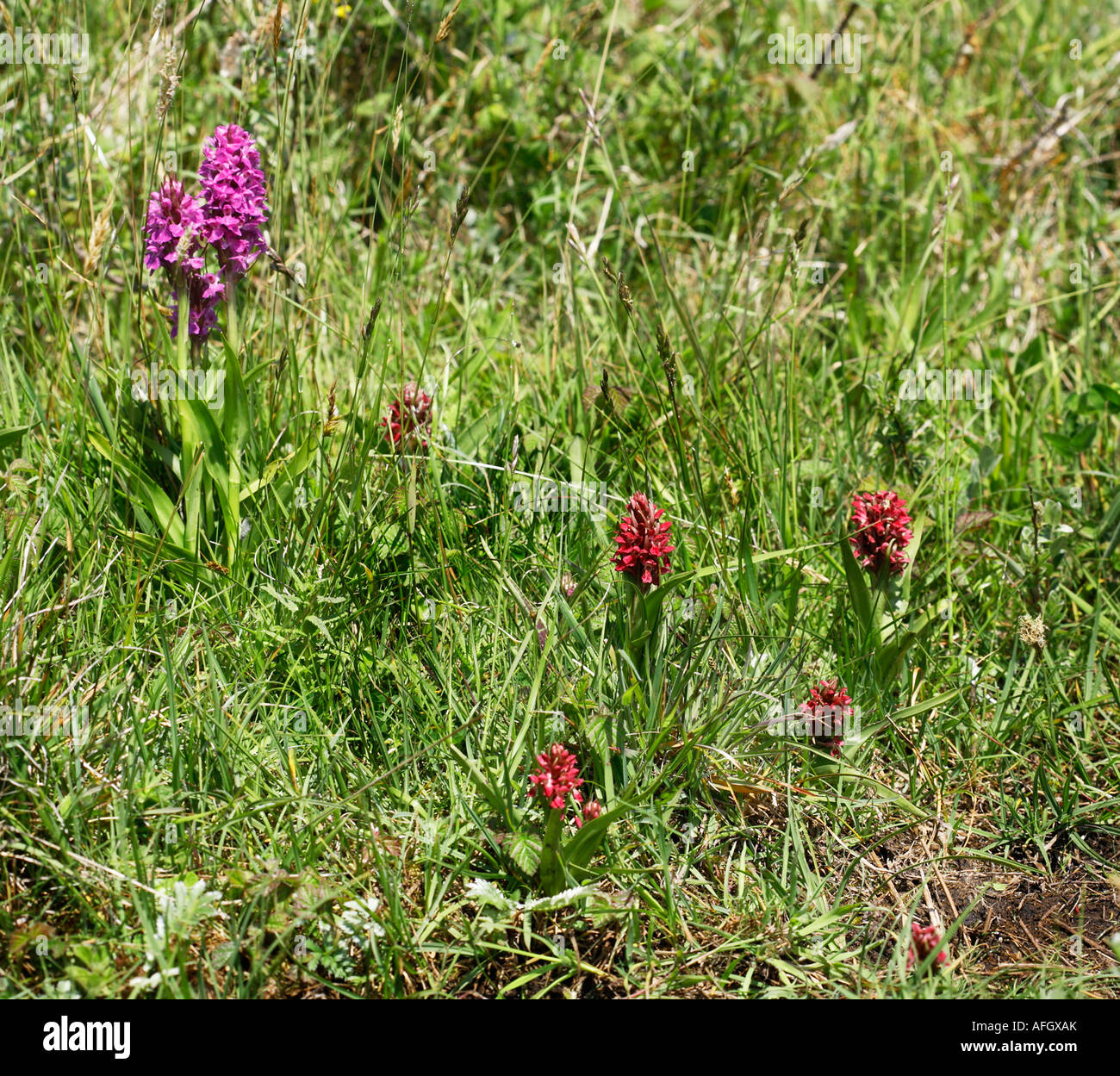 Marsh Orchidee Dactylorhiza Wurzelsud gemeinsame rosa Frühform und rot blühenden Sorte Coccinea in Kenfig Warren in Süd-Wales Stockfoto