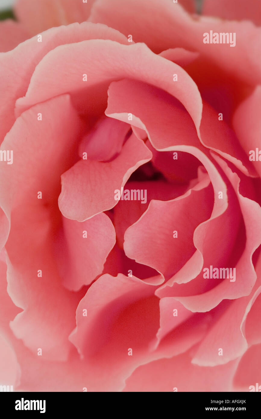 Makroaufnahme einer Rose Stockfoto