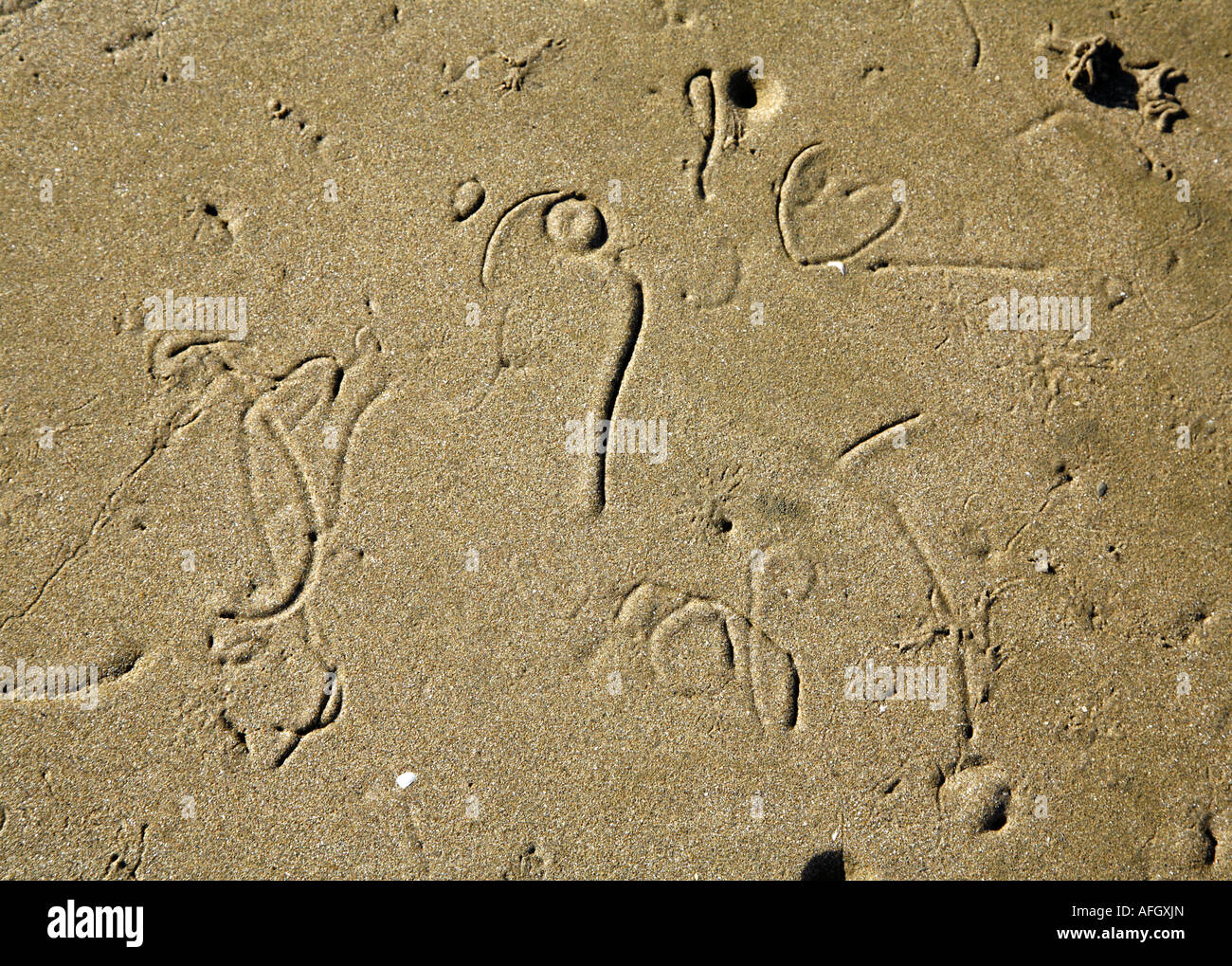 Schreiben In Den Sand Die Wahrscheinlich Von Wattwürmern