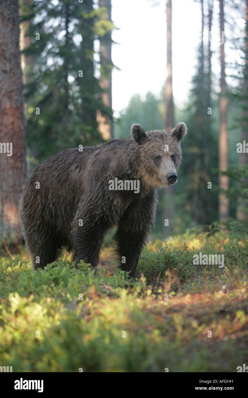 Braunbär Ursus Arctos Europäischen Stockfoto