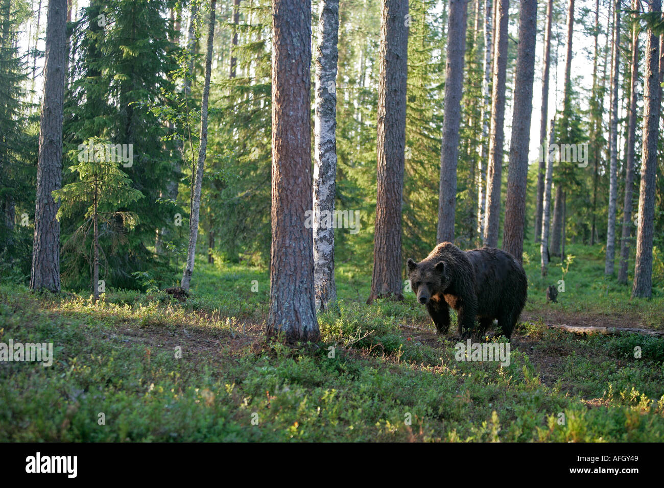 Braunbär Ursus Arctos Europäischen Stockfoto
