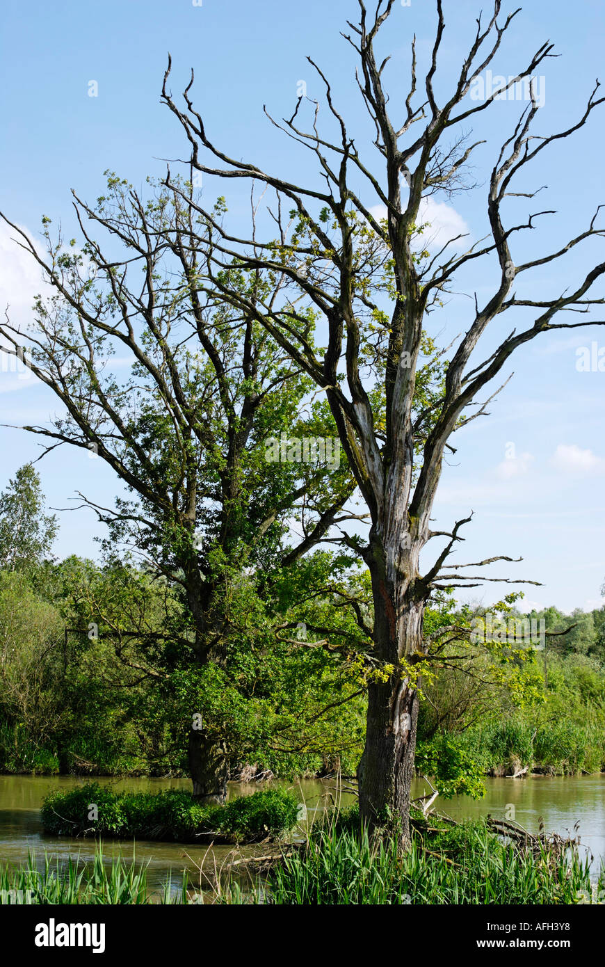 Bäume in Überschwemmungsgebieten des Flusses Donau in der Nähe von Blindheim Bayerisch-Schwaben Deutschland gestorben Stockfoto