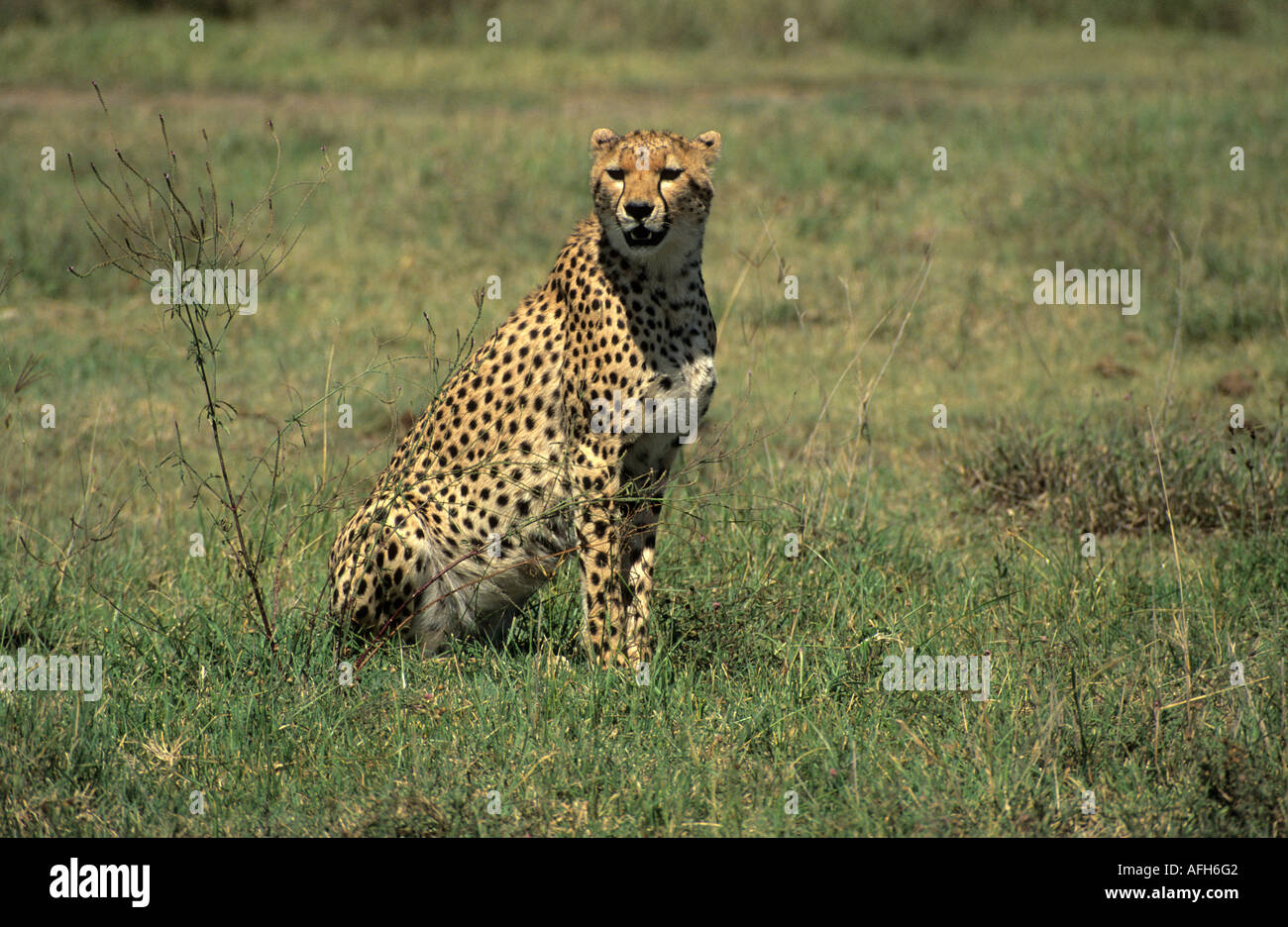 Gepard Sittig in das Grasland der Serengeti Nationalpark, Tansania Stockfoto