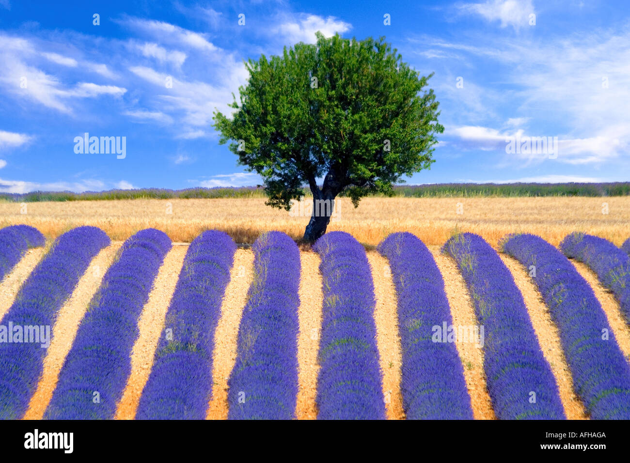 Lavendelfeld in der Provence Frankreich Stockfoto