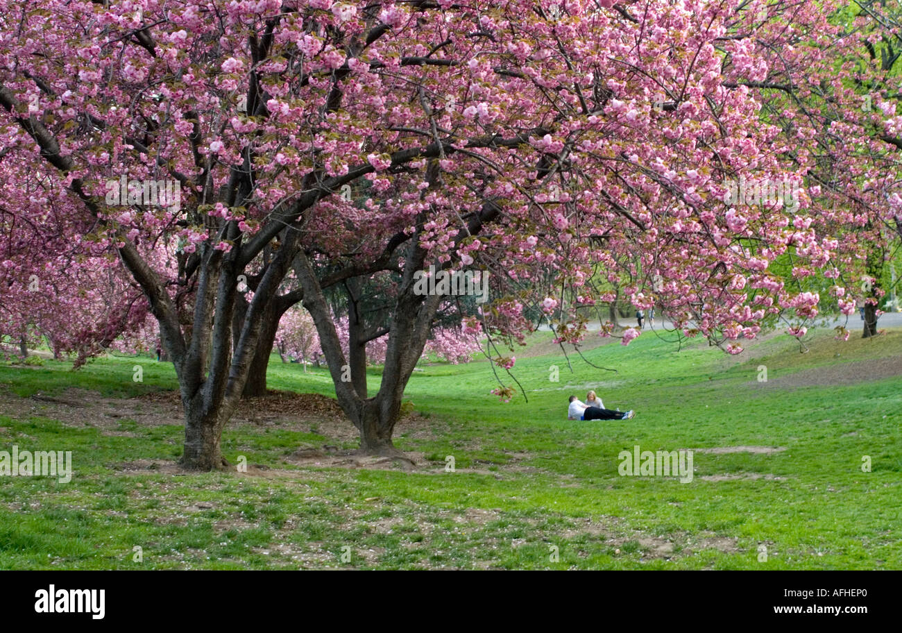 Paar unter einem Kirschbaum im New Yorker Central Park Stockfoto