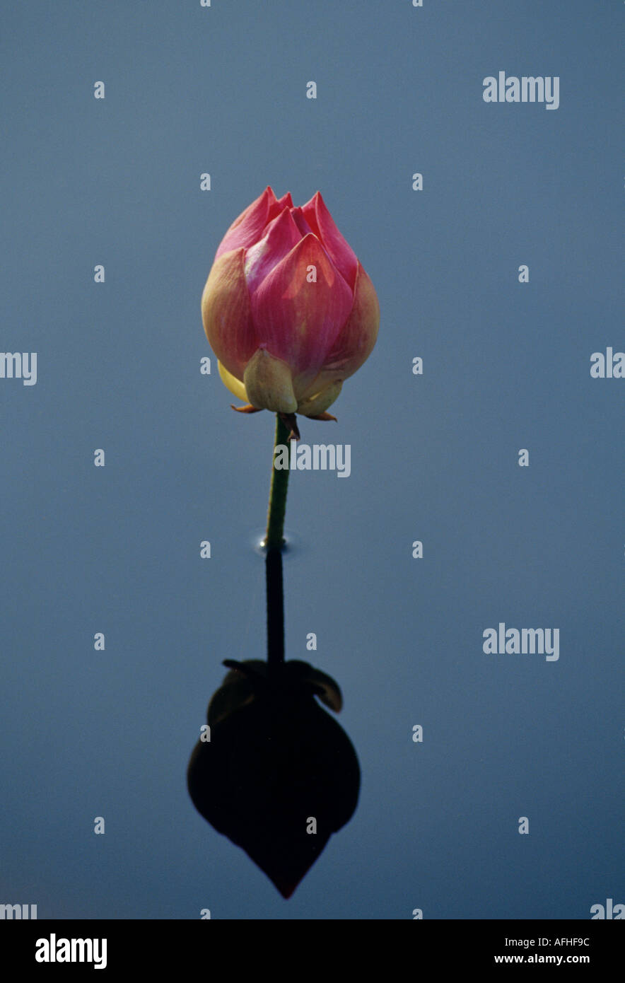 Lotus-Lilie-Knospe Stockfoto