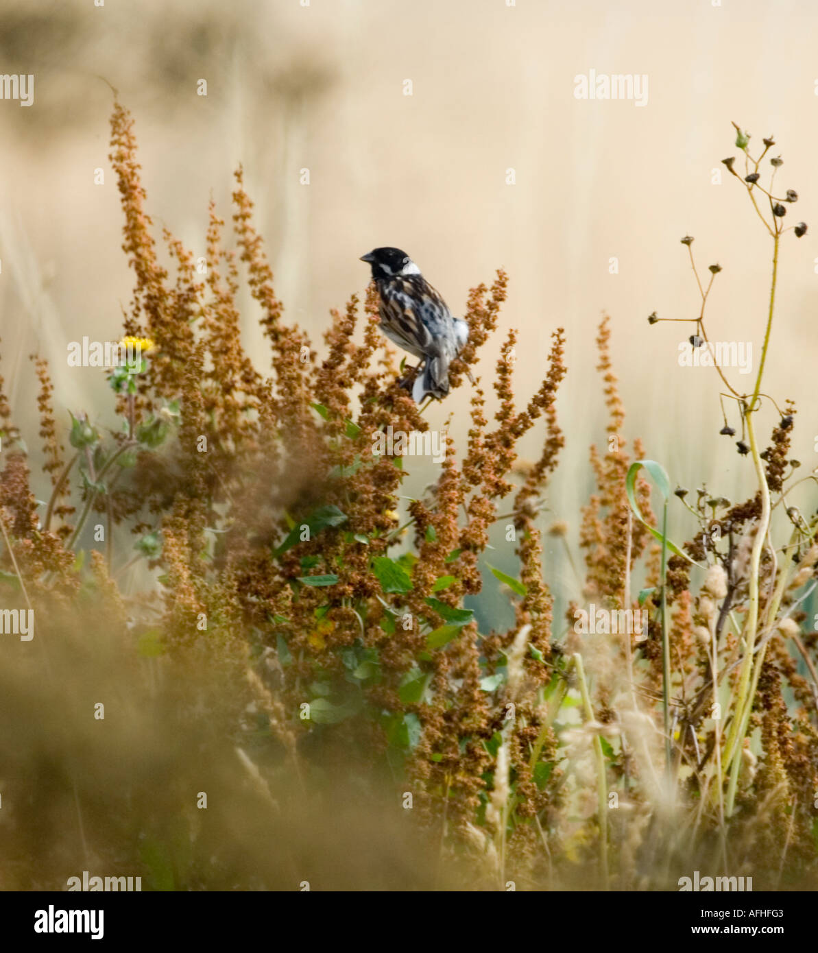 Reed Bunting (Emberiza Schoeniclus) im kompletten song Stockfoto