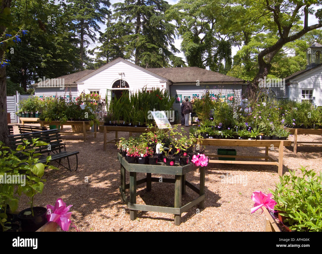 Pflanzen zum Verkauf an Gartencenter in Sussex, England Stockfoto