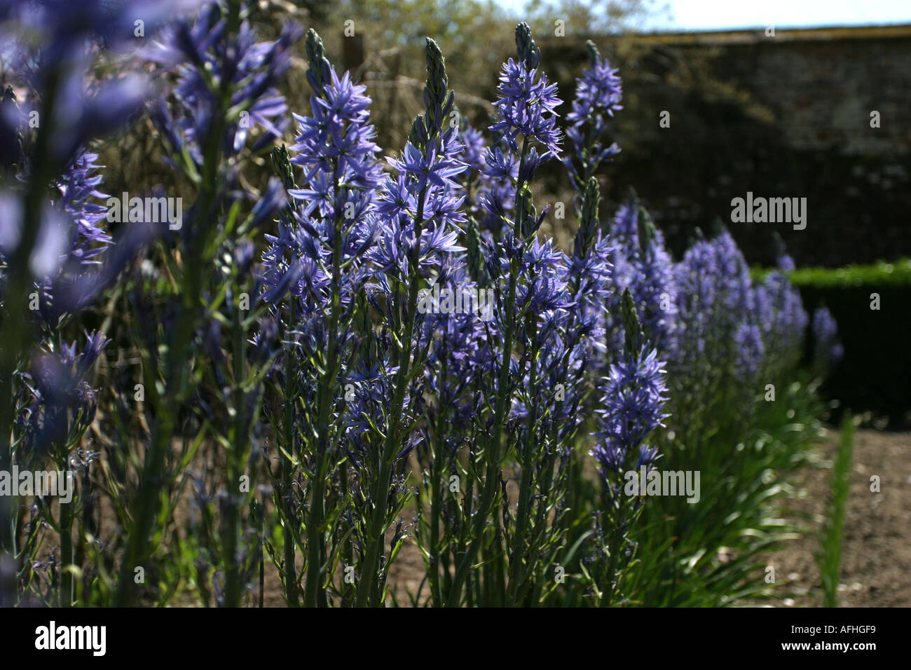 CAMASSIA LEICHTLINI Stockfoto