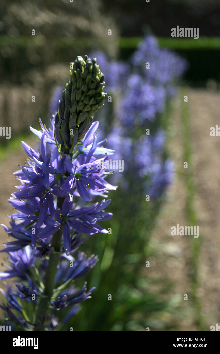 CAMASSIA LEICHTLINI Stockfoto