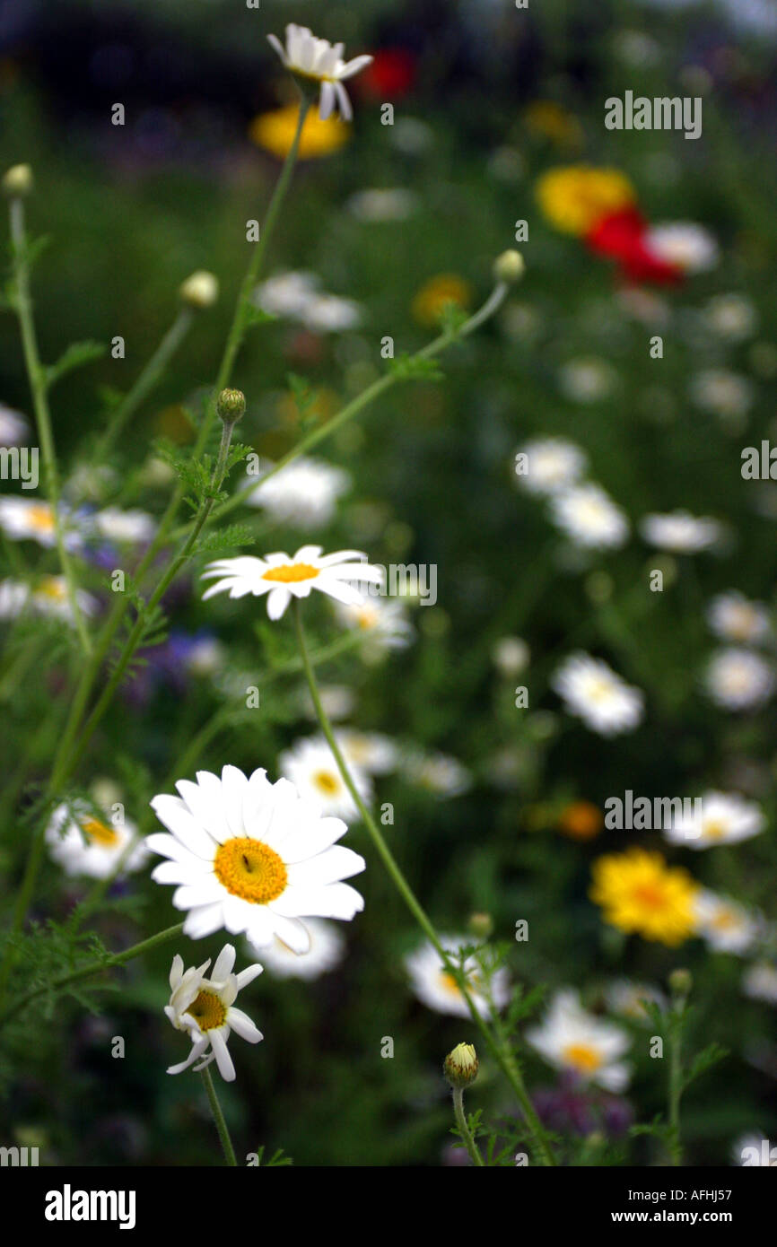 Wildblumen im Eden Project Stockfoto