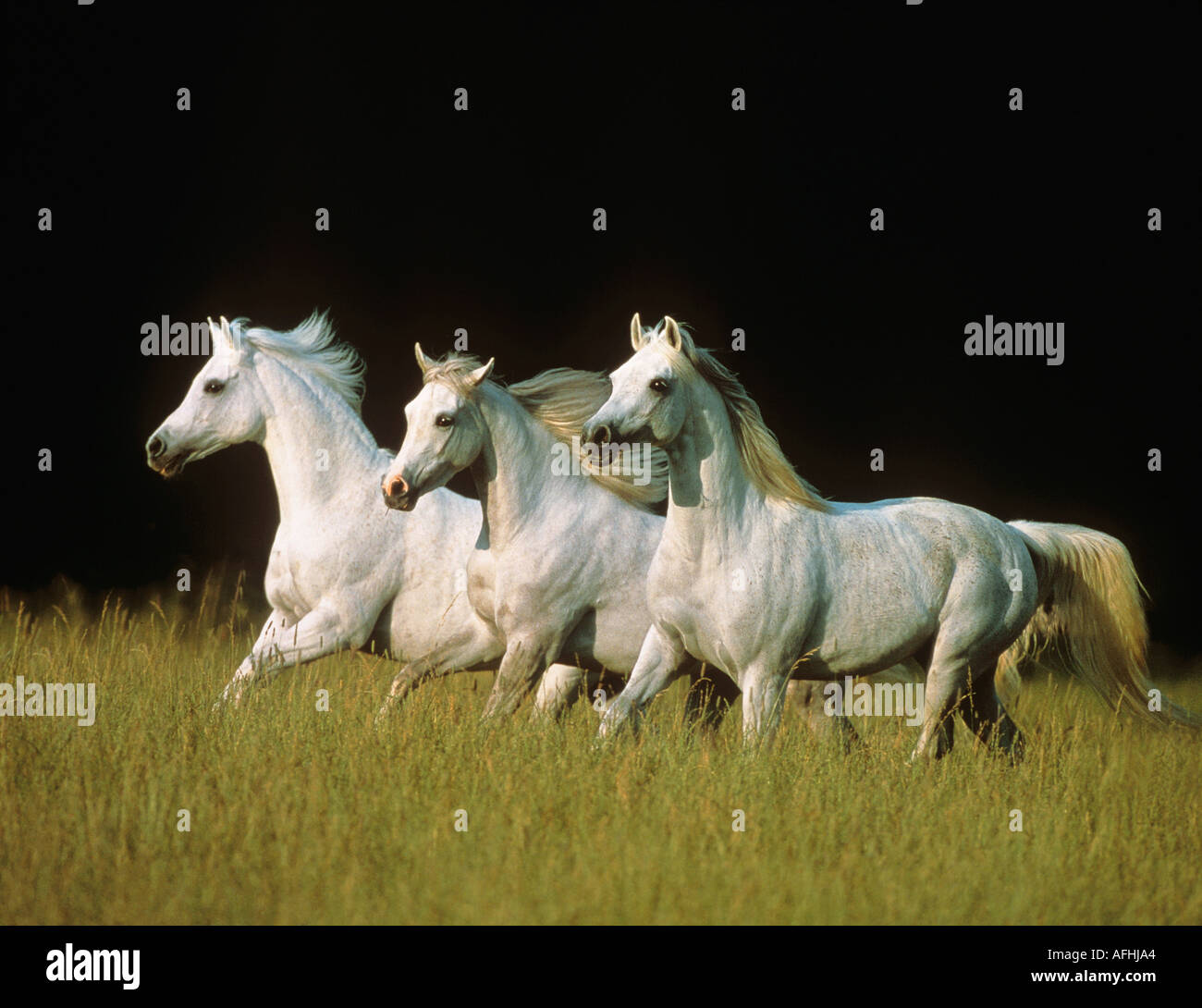 drei galoppierenden arabische Pferde Stockfoto