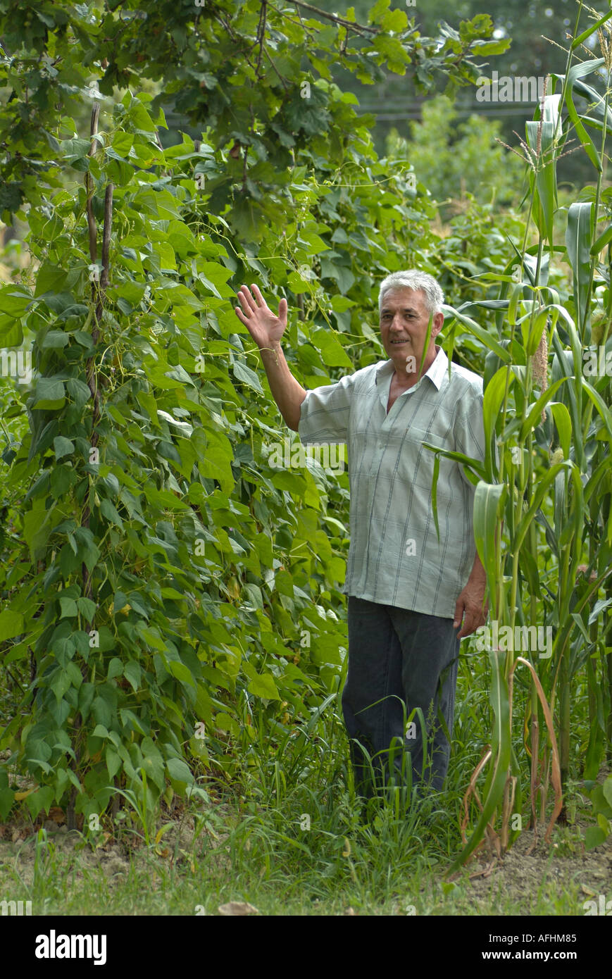 Bio Gemüse-Garten. Gärtner mit Stangenbohnen in seiner umweltfreundlichen Biogarten. Stockfoto
