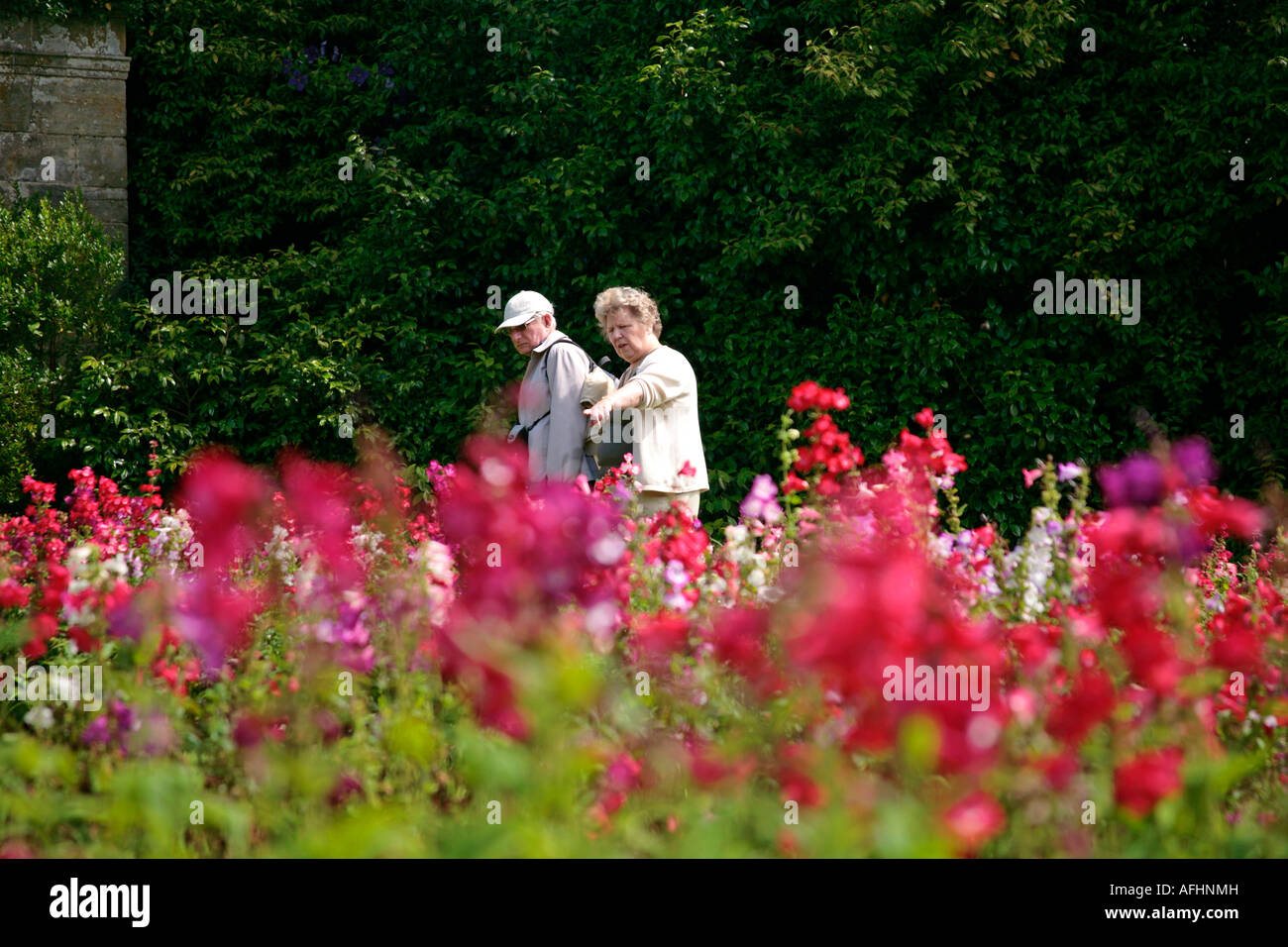 Reifer Mann und Frau bewundern die Ausstellung von Penstemons (Sorte Amelia Jane), während sie im Spätsommer den englischen Garten besuchen Stockfoto