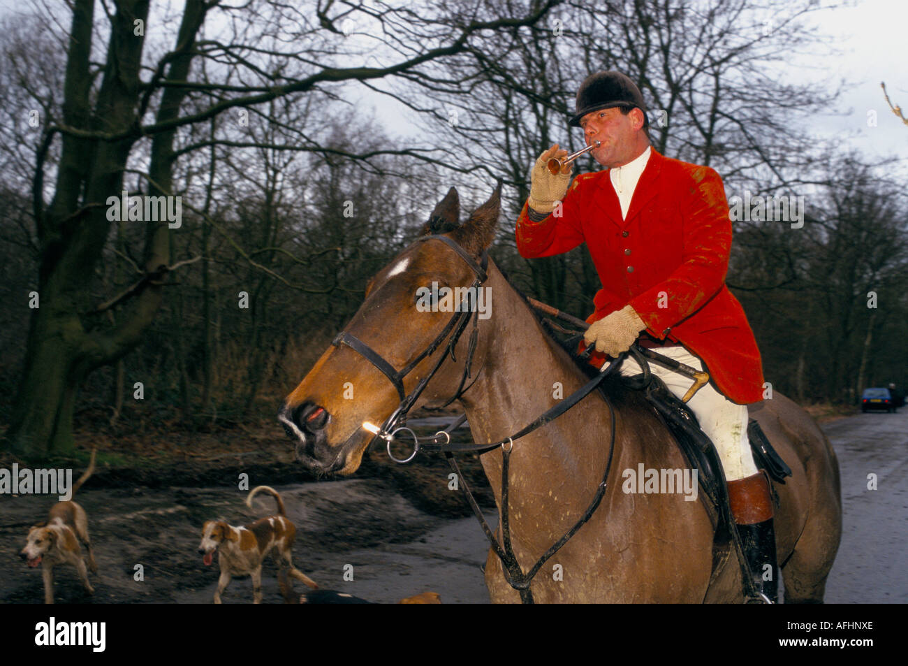 Jäger der Essex Jagd klingt sein horn Stockfoto