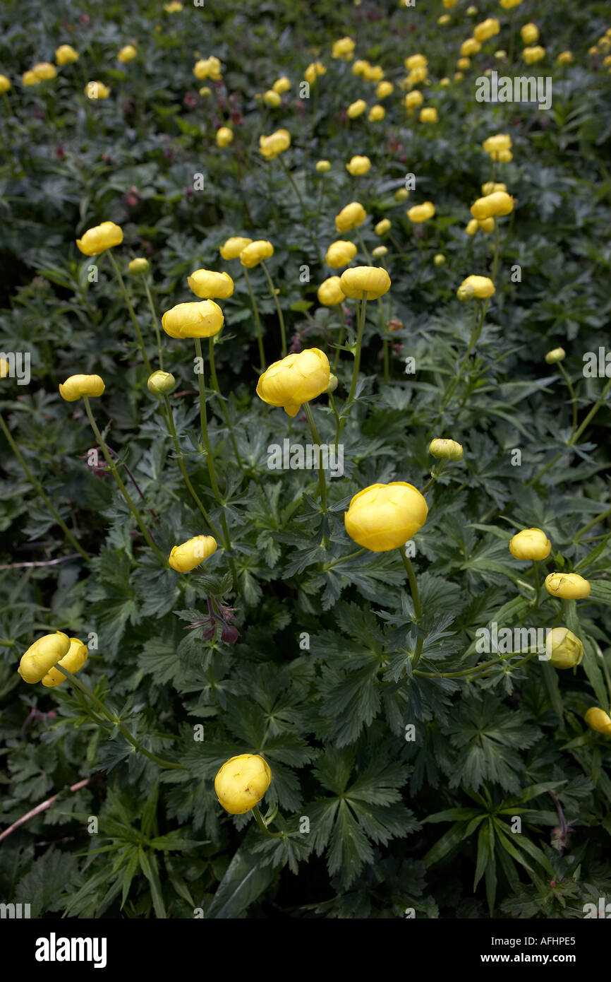 WILDEN GELBEN MEHRJÄHRIGE GLOBUS BLUMEN TROLLBLUME EUROPAEUS MIT LAUB BLÜHEND IM MAI IN DER NÄHE VON MALHAM NORTH YORKSHIRE DALES UK Stockfoto