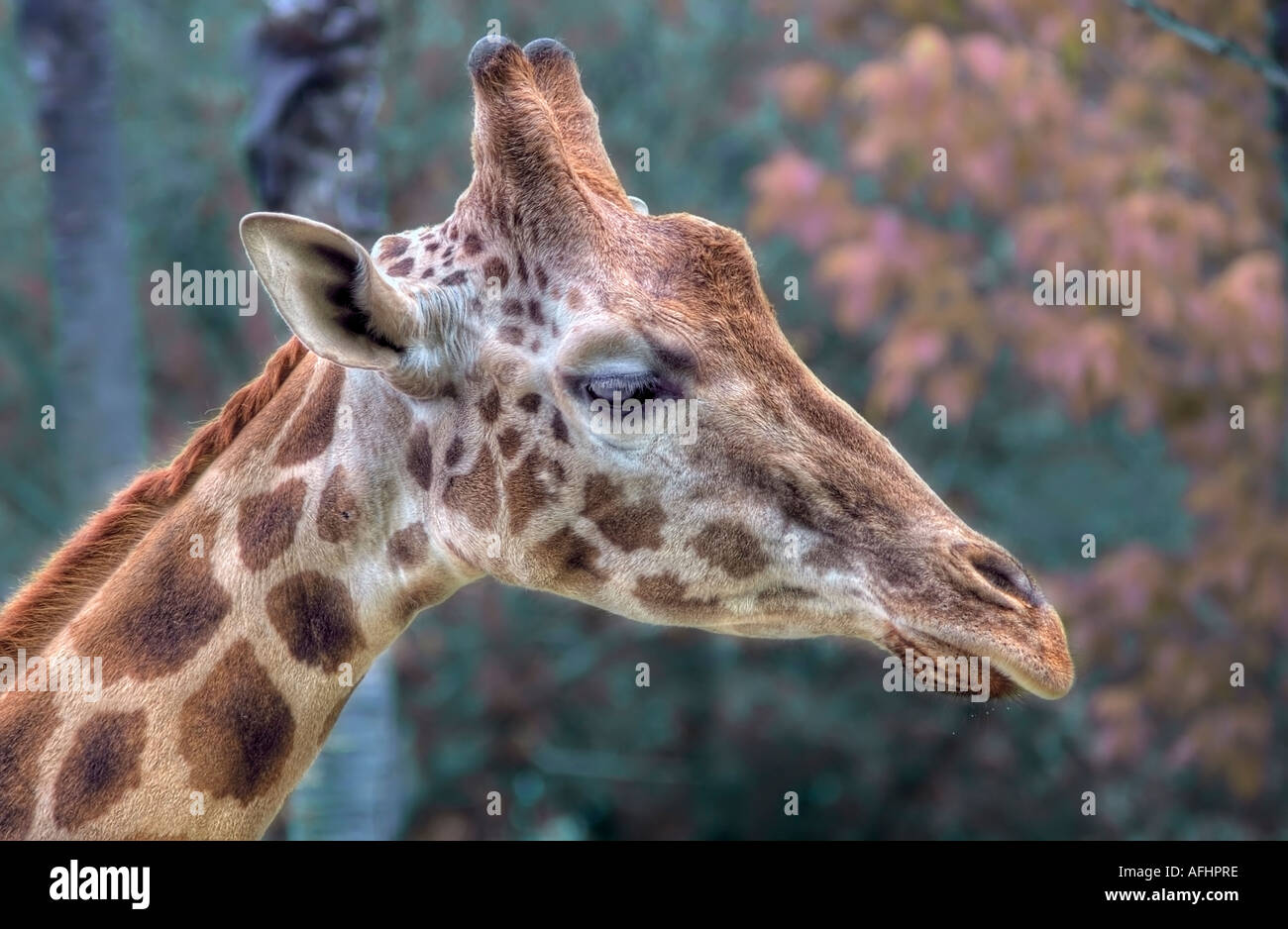 Giraffe-Portrait Stockfoto