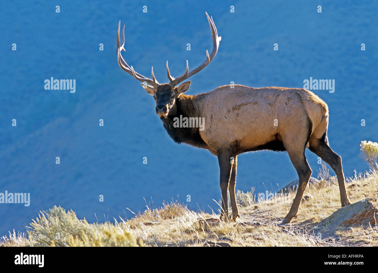 Bull Elk im Yellowstone-Nationalpark, Wyoming, USA Stockfoto