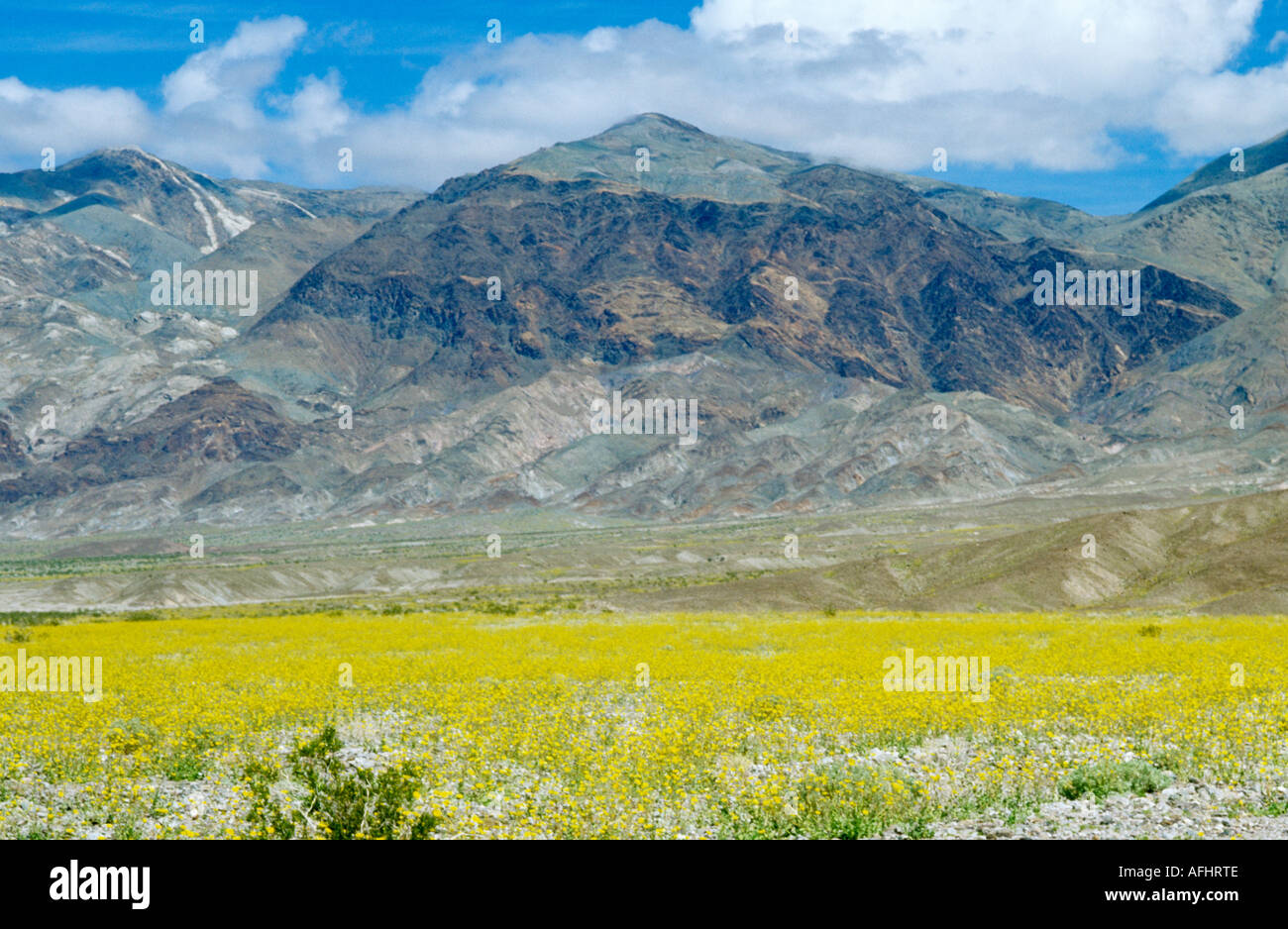 Death Valley mit Wildblumen, Kalifornien, USA Stockfoto