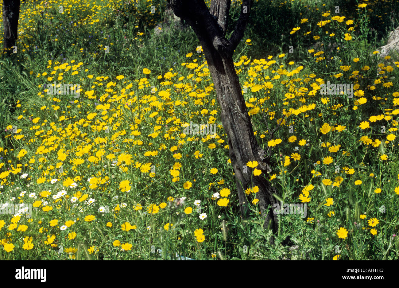 Wildblumen in Olivenhain auf der Insel Lesbos, Griechenland, Europa Stockfoto