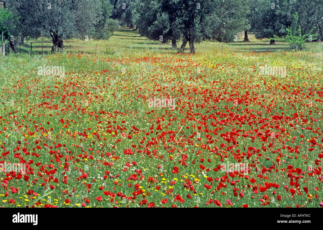 Wilde Blumen, Insel Lesbos, Griechenland, Europa Stockfoto