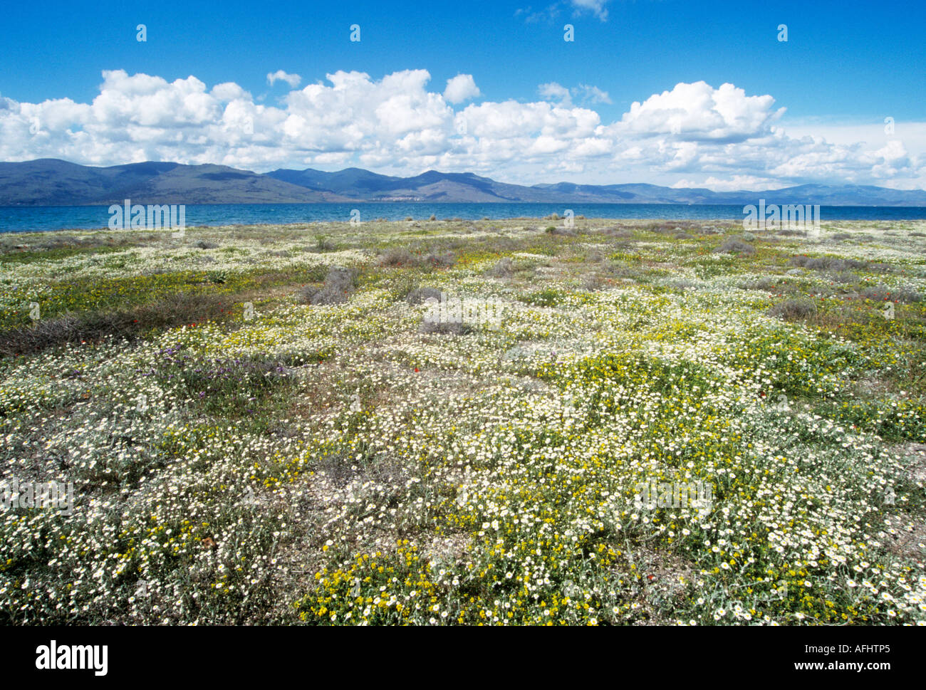 Wildblumen in Küsten Lebensraum, Insel Lesbos, Griechenland, Europa Stockfoto