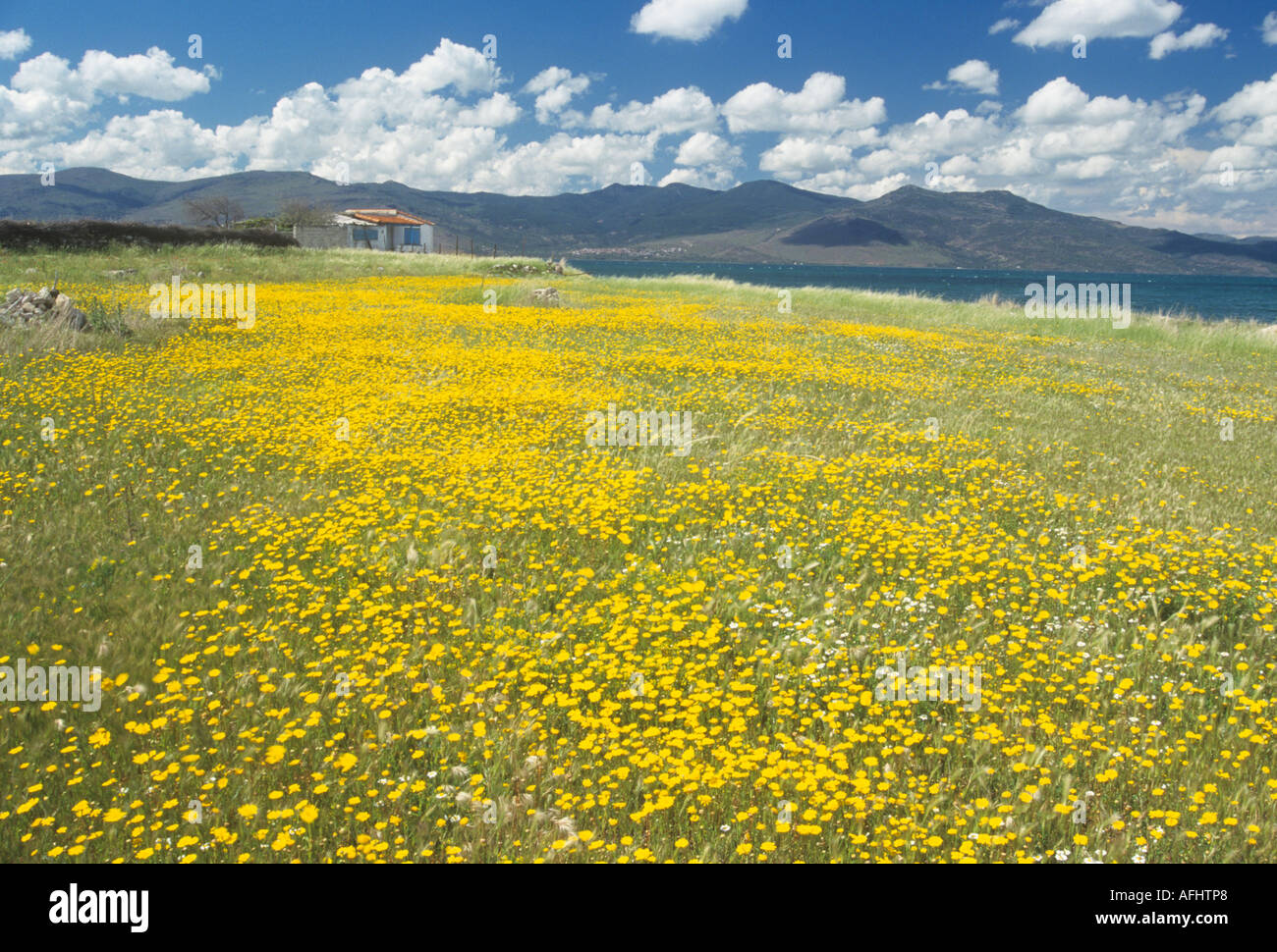 Wilde Blumen Landschaft, Insel Lesbos, Griechenland, Europa Stockfoto