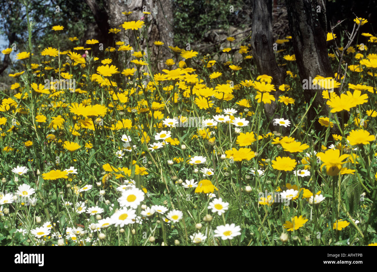 Wildblumen auf der Insel Lesbos, Griechenland, Europa Stockfoto