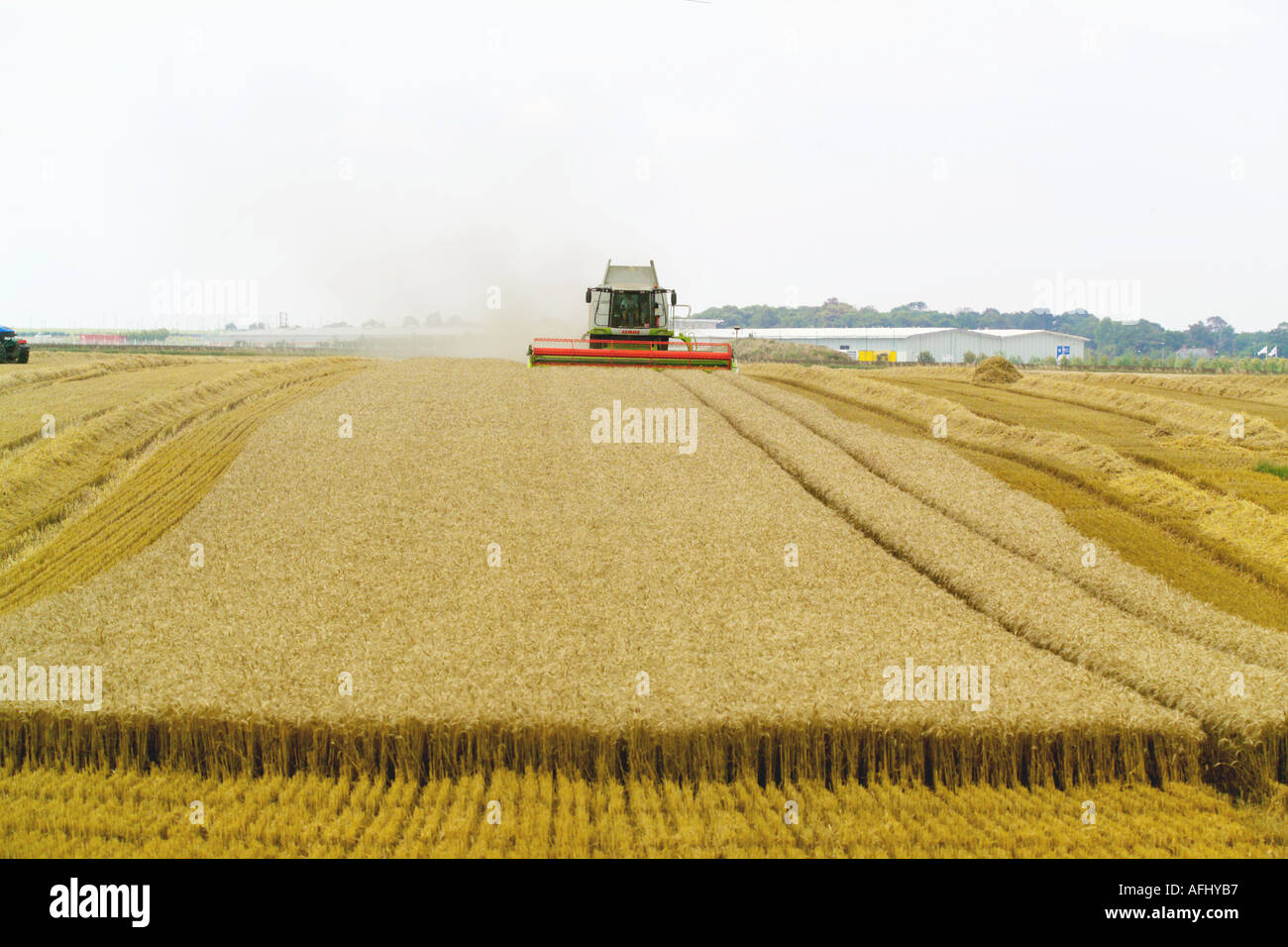 Beim Ernten von Weizen Claas Lexion 580 Terra Trac Mähdrescher Stockfoto