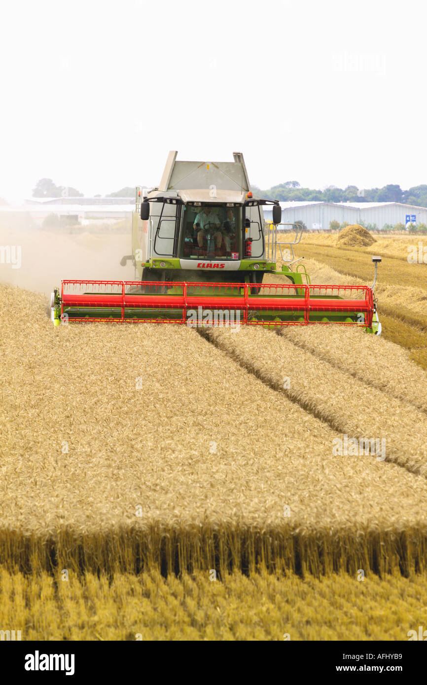 Beim Ernten von Weizen Claas Lexion 580 Terra Trac Mähdrescher Stockfoto