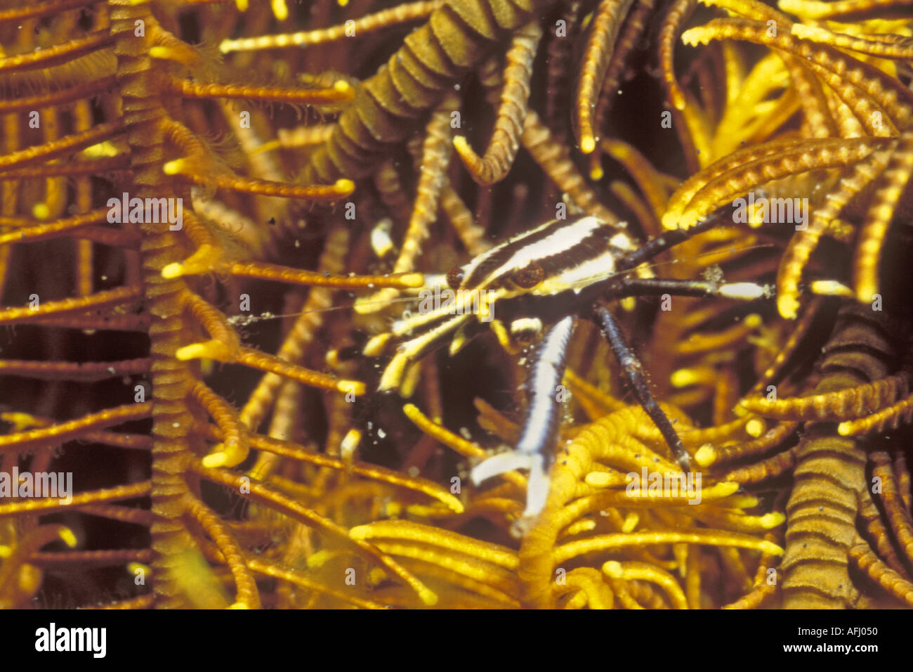 Elegante Squat Lobster verbirgt sich im Crinoid Allogalathea Elegans Lembeh Straße Indonesien Stockfoto