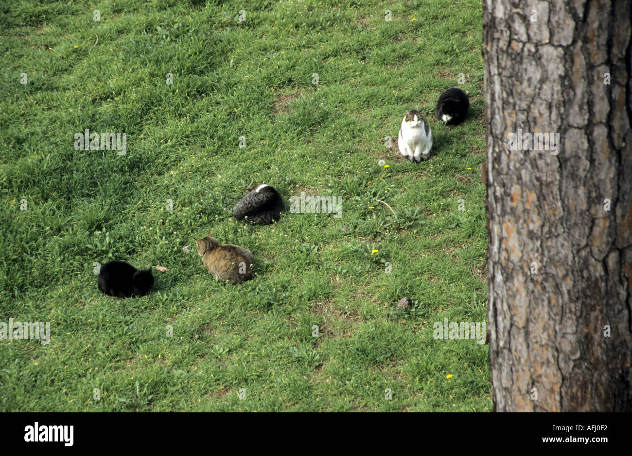 Italien Rom fünf Katzen In die Zona Argentinien archäologische Fundstätte Stockfoto