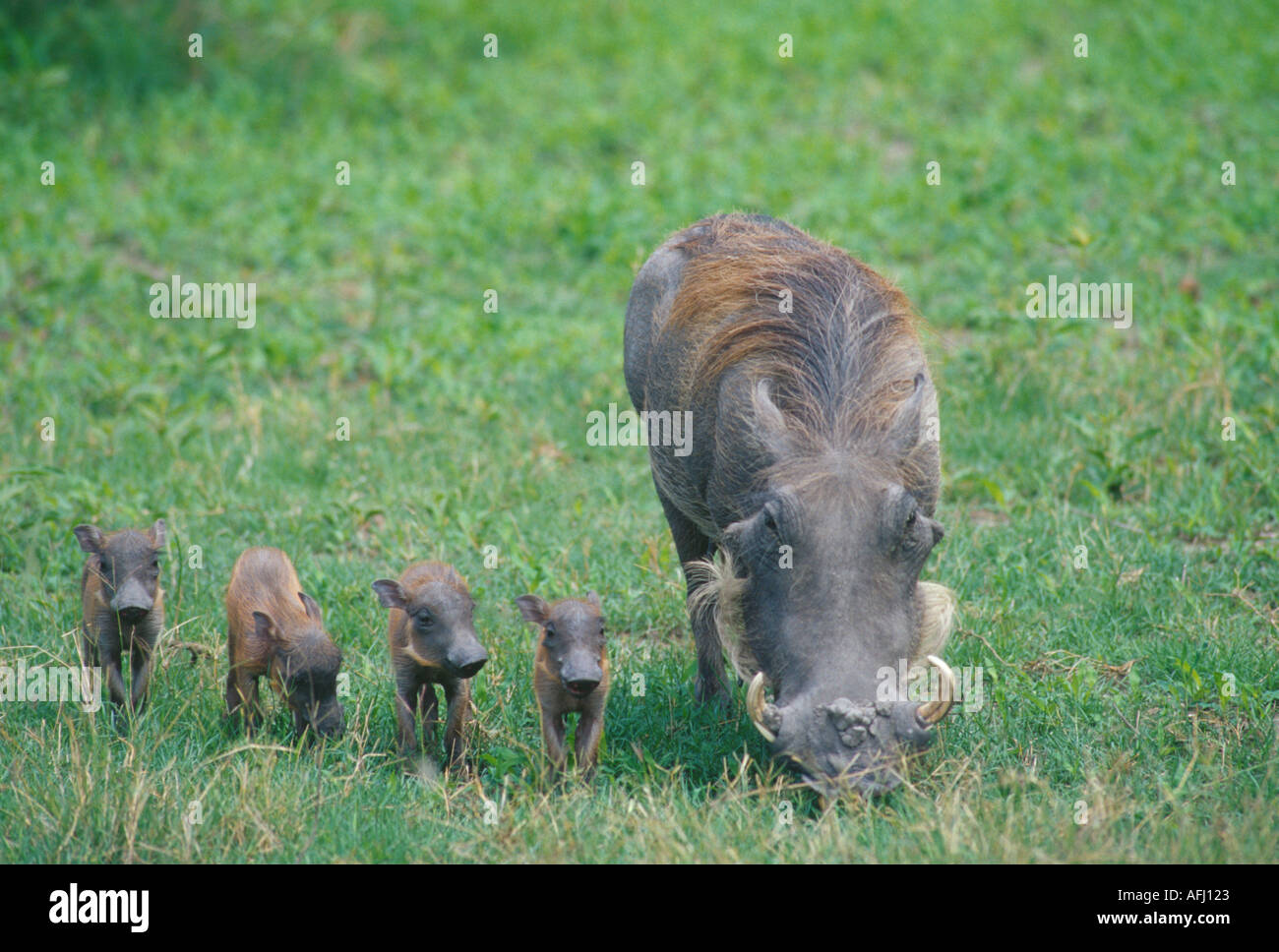 Warzenschwein-Mutter mit Ferkeln Stockfoto